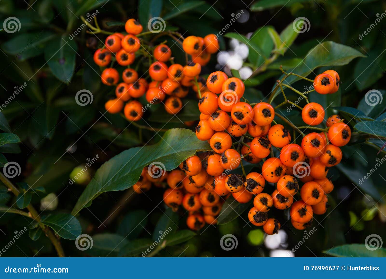 Bright Orange Berries Green Bush Plant Macro Stock Image Image of
