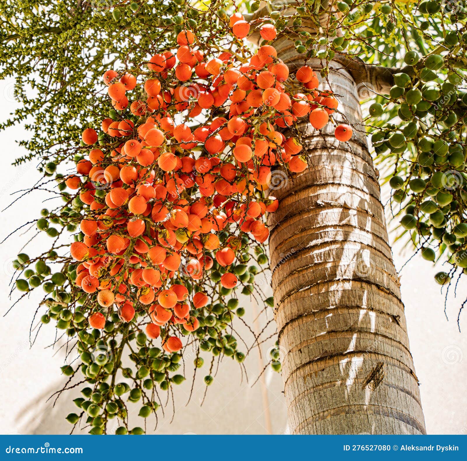 List 28+ Photos what are the berries on a palm tree Full HD, 2k, 4k List 28+ Photos what are the berries on a palm tree Full HD, 2k, 4k
