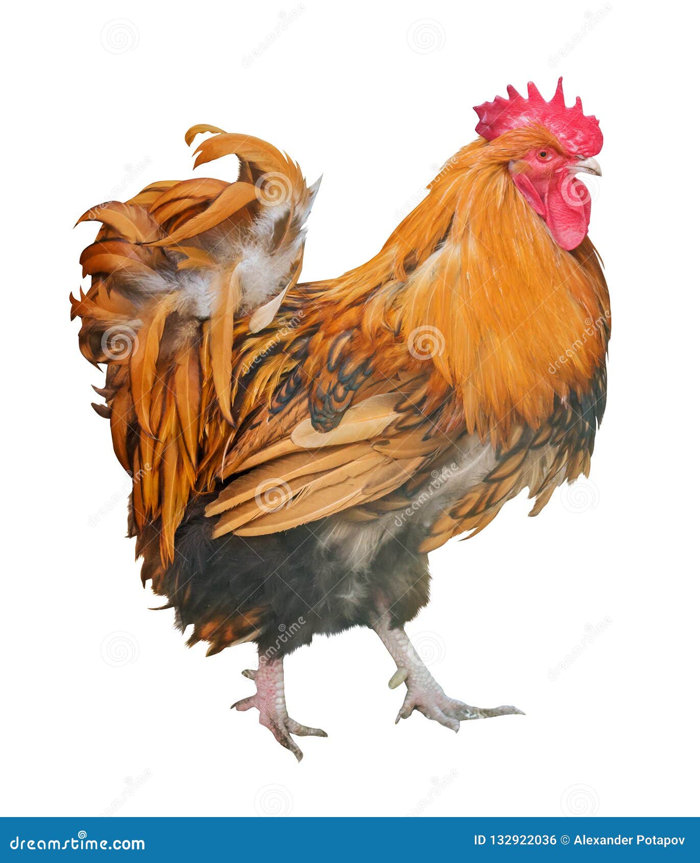 Bright Orange Color Large Rooster on White Stock Photo Image of