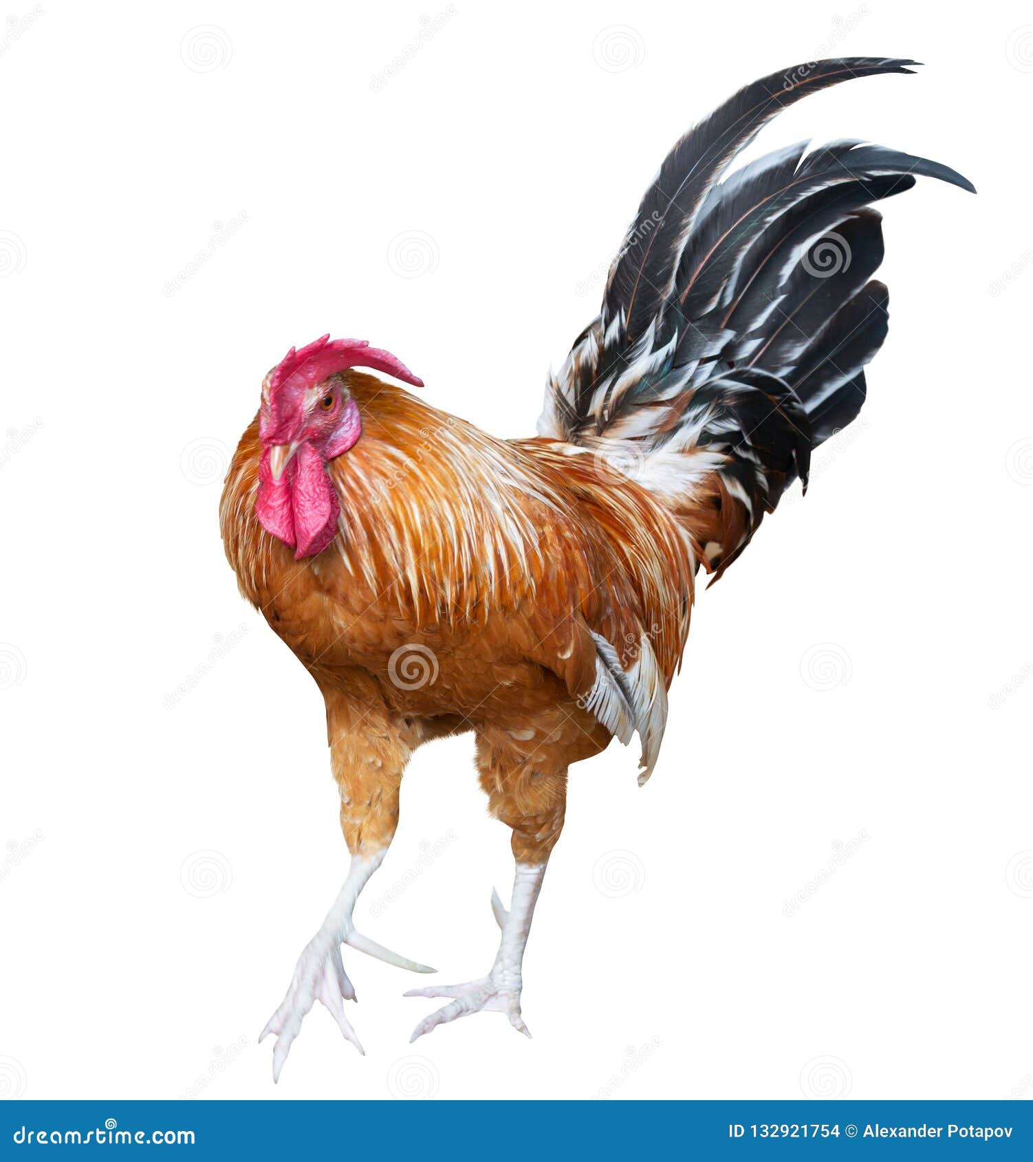 Bright Orange Color Rooster on White Stock Photo Image of domestic