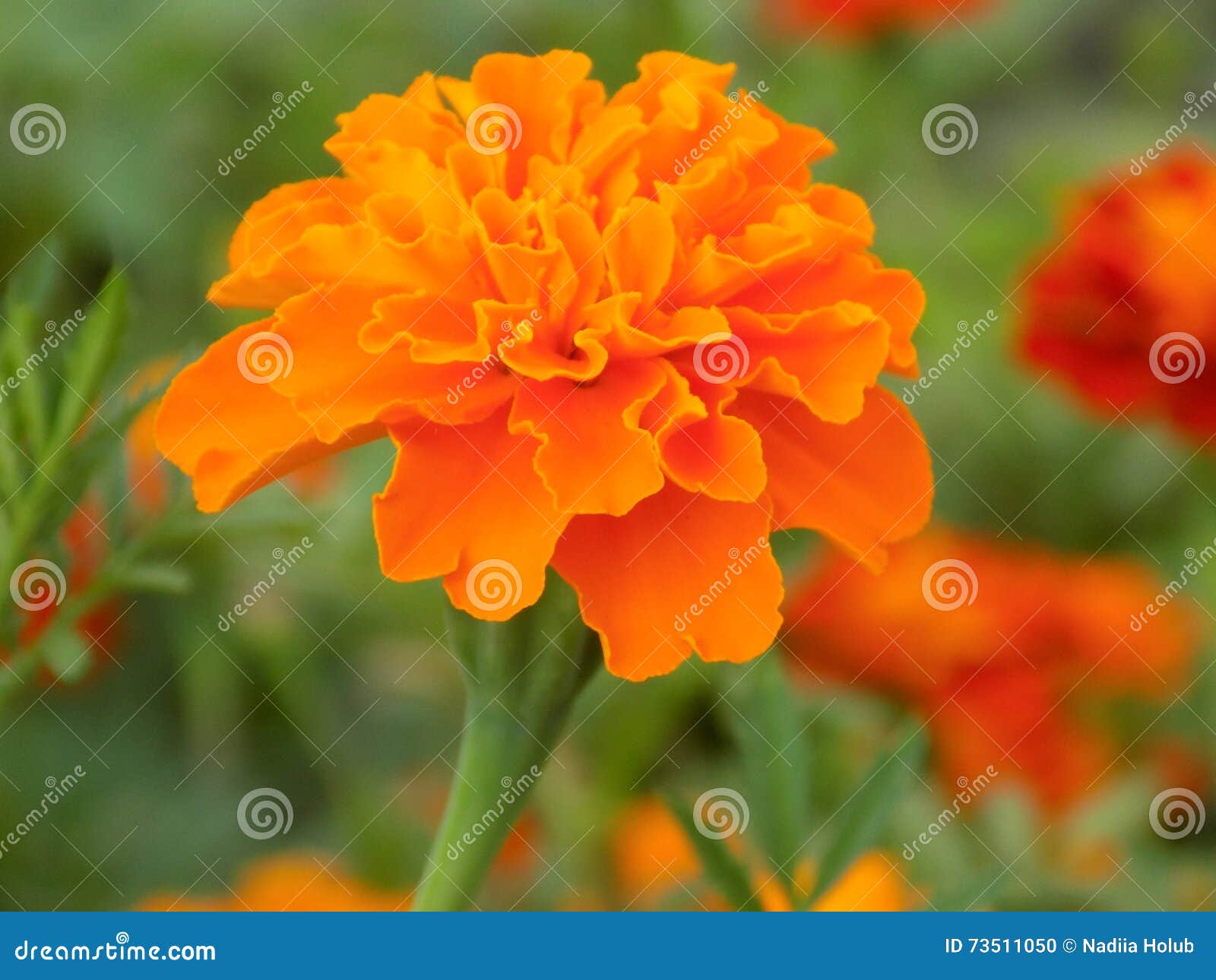 Bright orange flower stock photo. Image of flower, greenery - 73511050