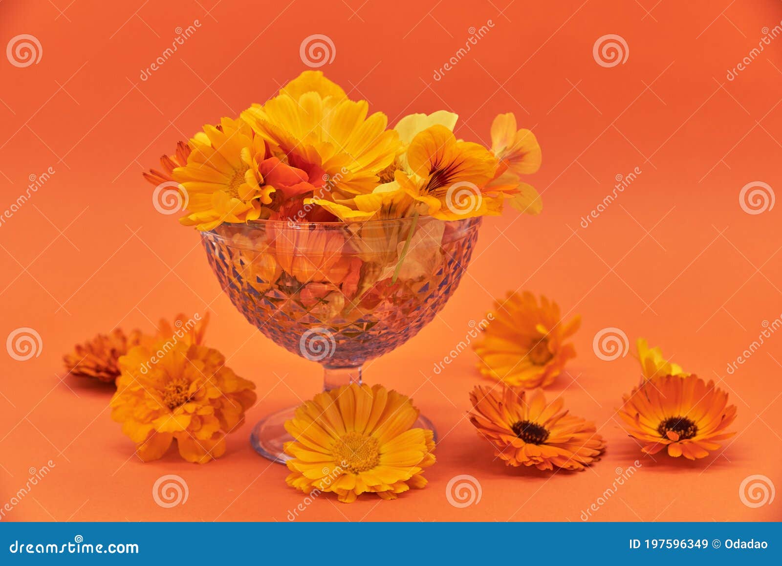 Bright Orange Flowers in a Blue Vase on an Orange Background Stock