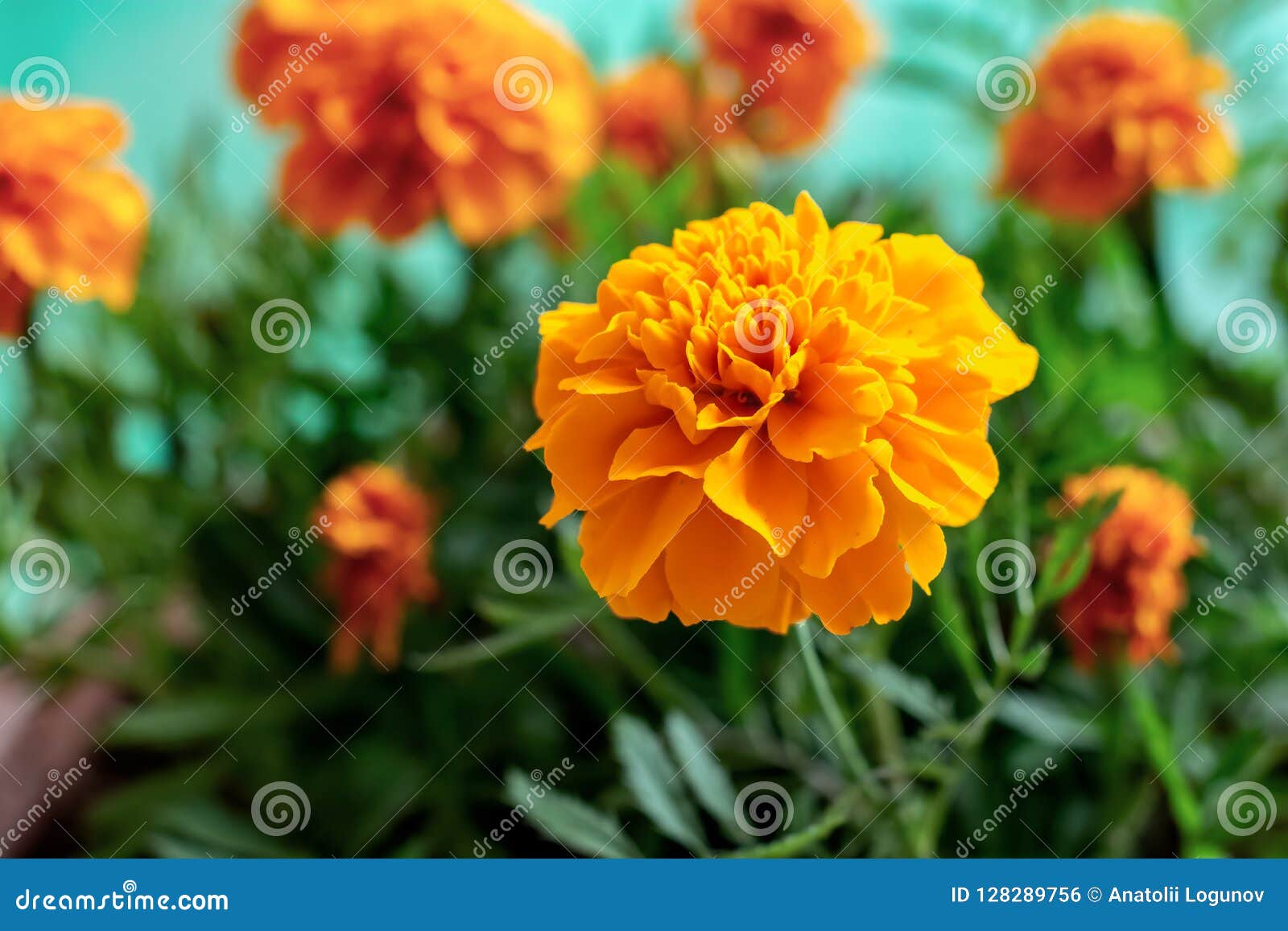 Orange Marigolds - Bright Sunny Pieces Stock Photo - Image of delicate ...