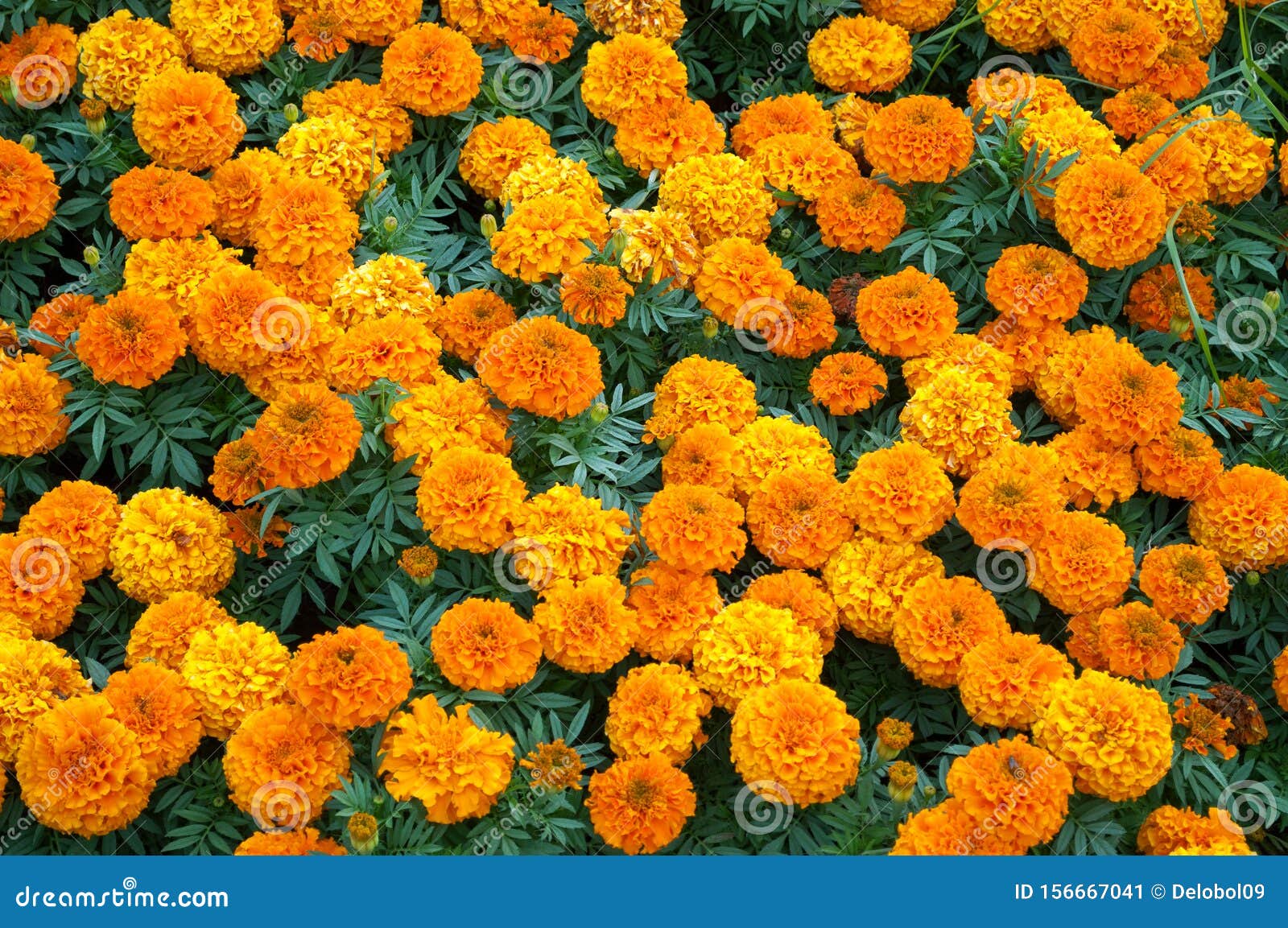Bright Orange Flowers Marigolds in the Park Stock Image Image of