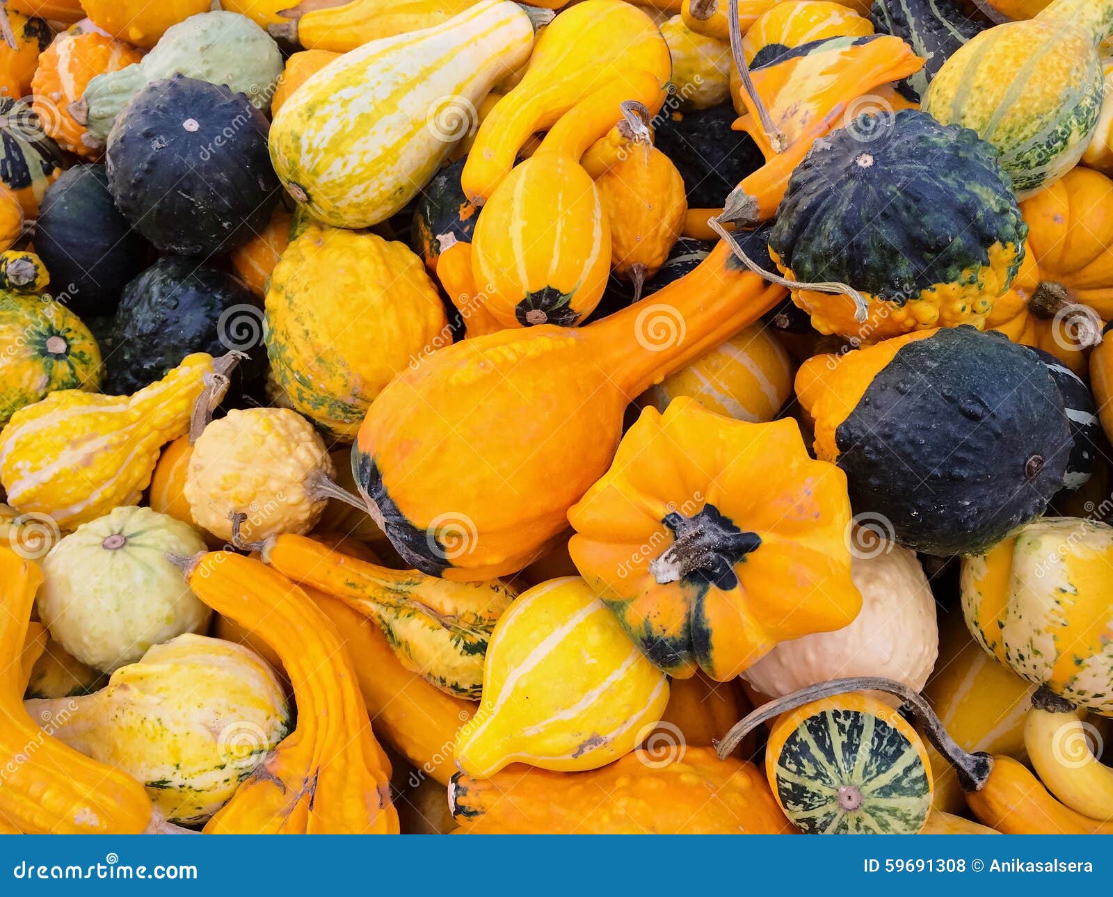 Bright Orange Gourds and Squashes Stock Photo Image of squash