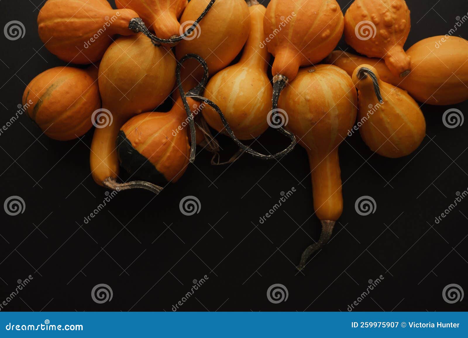 Bright Orange and Green Gourd and Decorative Squash Vegetables Stock