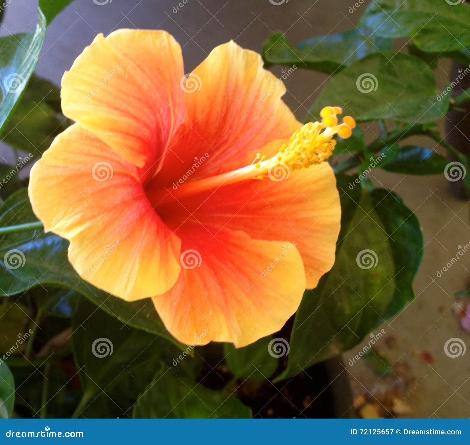 Bright Orange Hawaiian Flower Stock Image Image of violet, beautiful