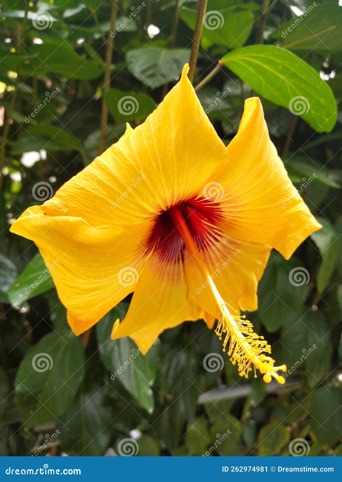 Bright Orange Hibiscus stock image. Image of bright 262974981