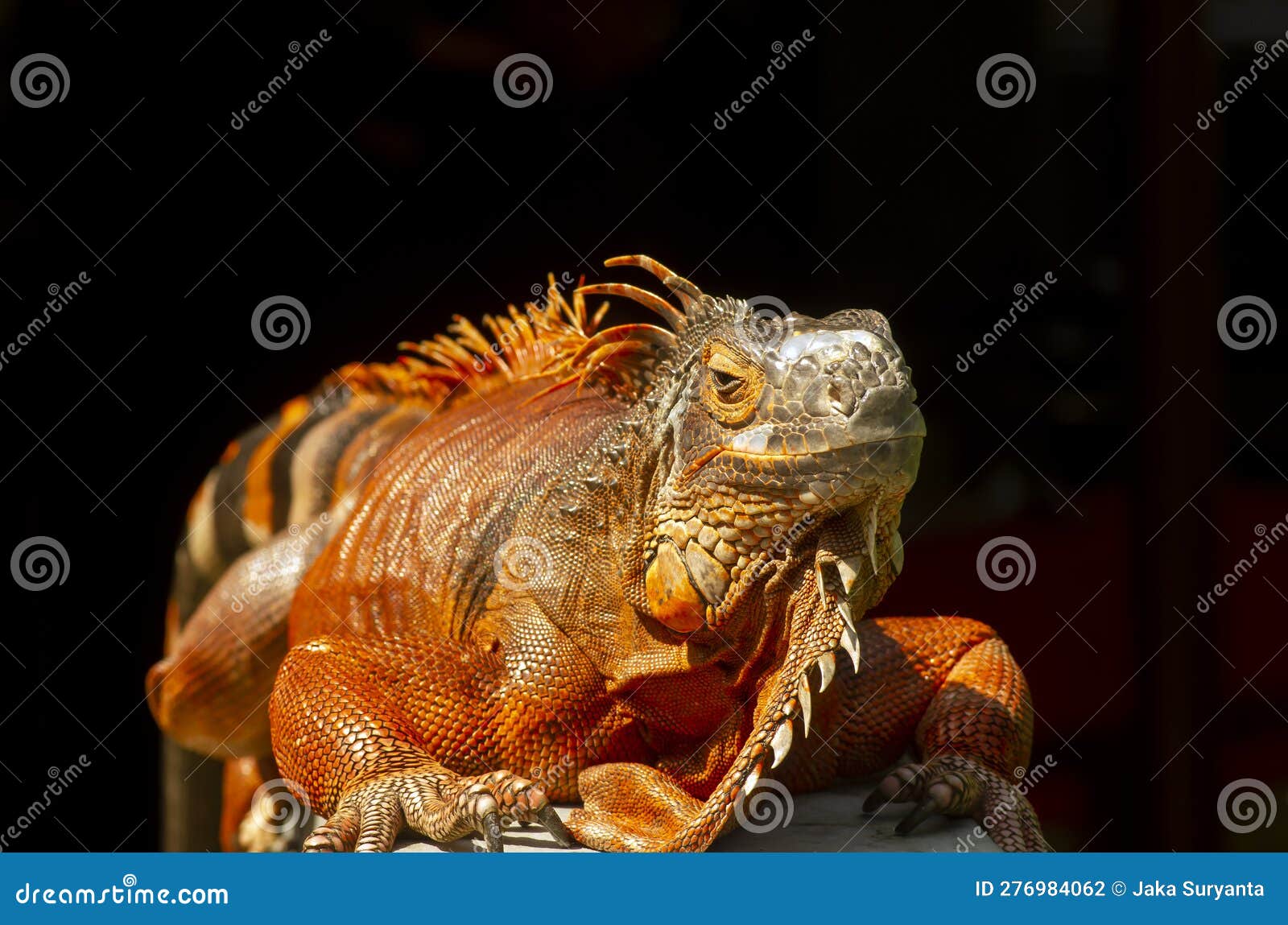 Bright Orange Iguana (Iguana Iguana) Under Sunshine, with Blur ...