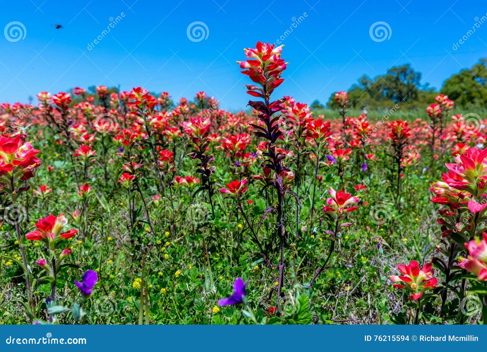 Bright Orange Indian Paintbrush Wildflowers In Texas Stock Photo Image Of Flying Castilleia 76215594