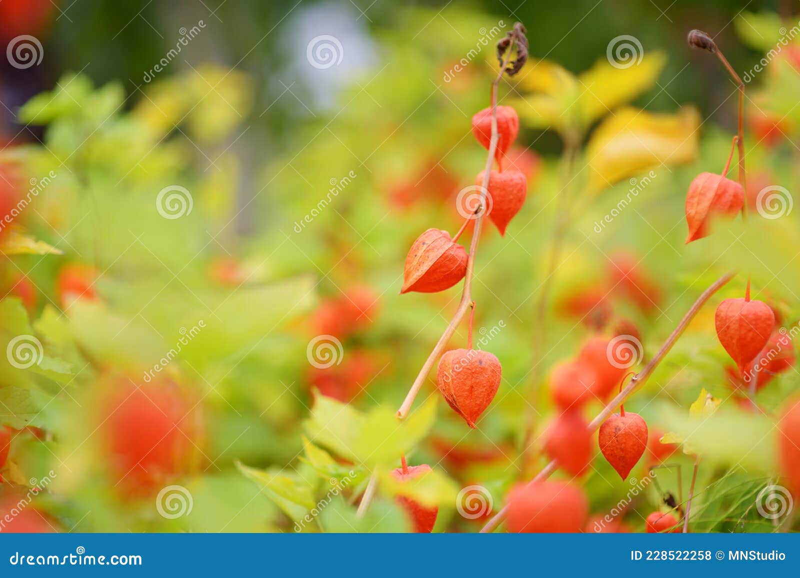 Bright Orange Lantern Shaped Flowers Of Physalis On Sunny Autumn Day Winter Cherry Branch Outdoor In October Stock Photo Image Of Bright Flowers Bright Orange Lantern Shaped Flowers Of Physalis On Sunny Autumn Day Winter Cherry Branch Outdoor In October Stock Photo Image Of Bright Flowers