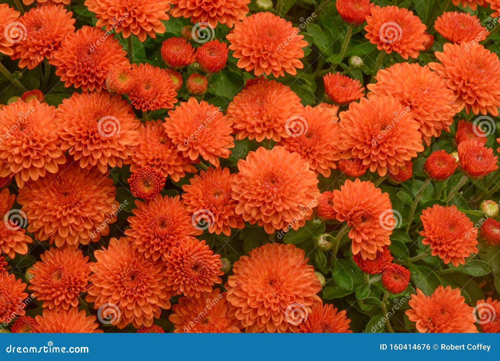 Bright Orange Mums in a Local Garden Stock Photo Image of local