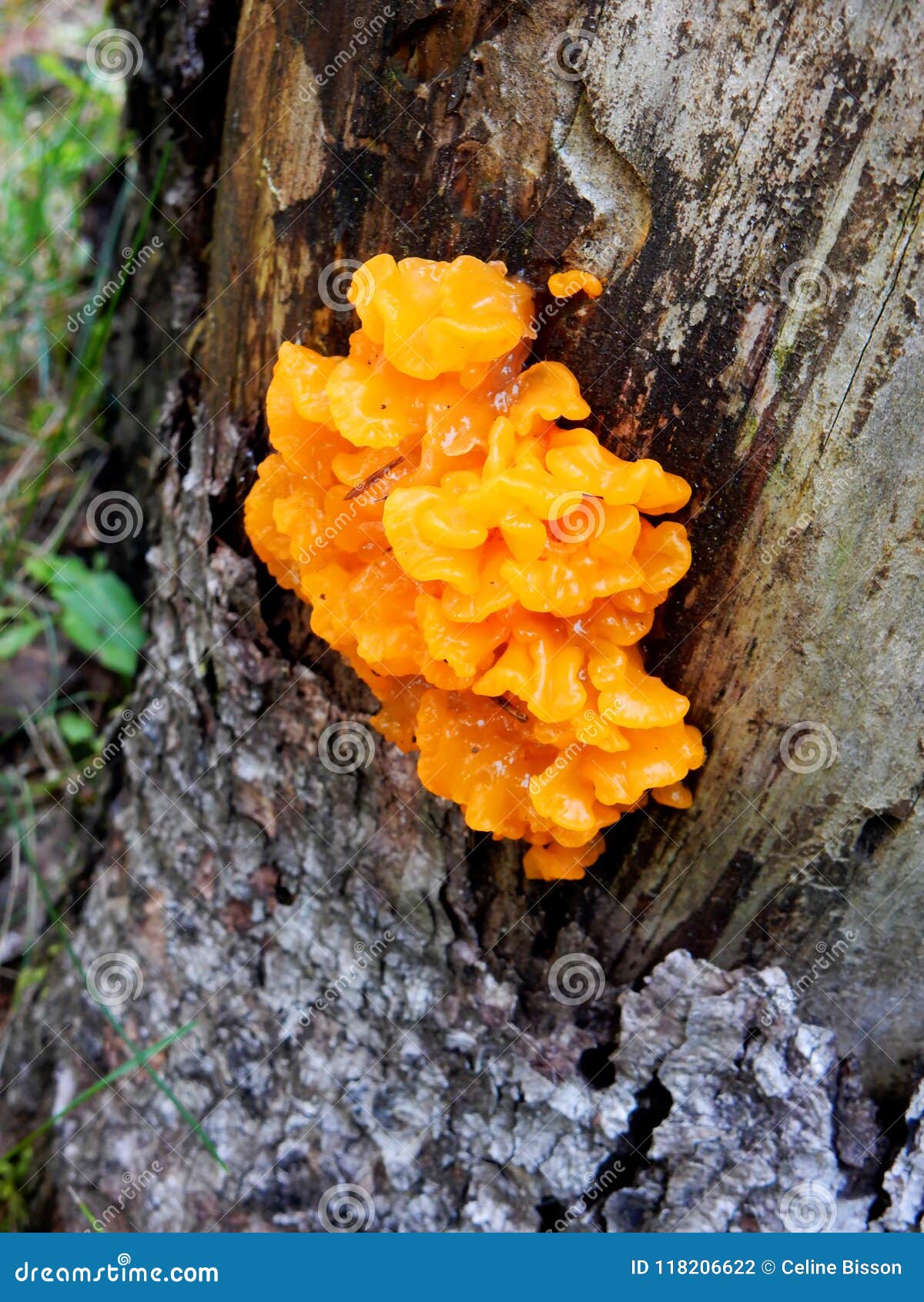 Bright Orange Mushroom on the Side of a Tree Stock Photo Image of flora, bark 118206622