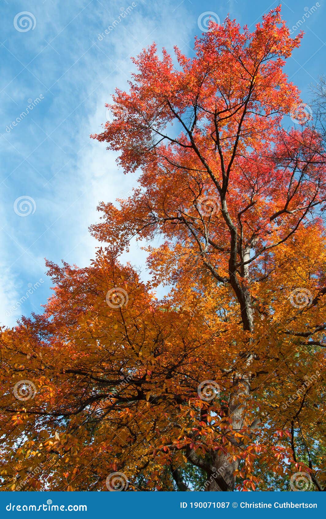 bright orange and red trees in autumn