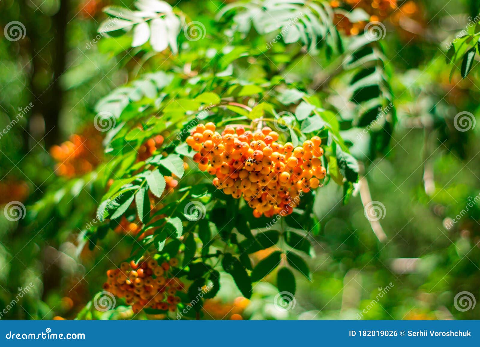 Bright Orange Rowan Berries on a Green Bush Stock Photo Image of
