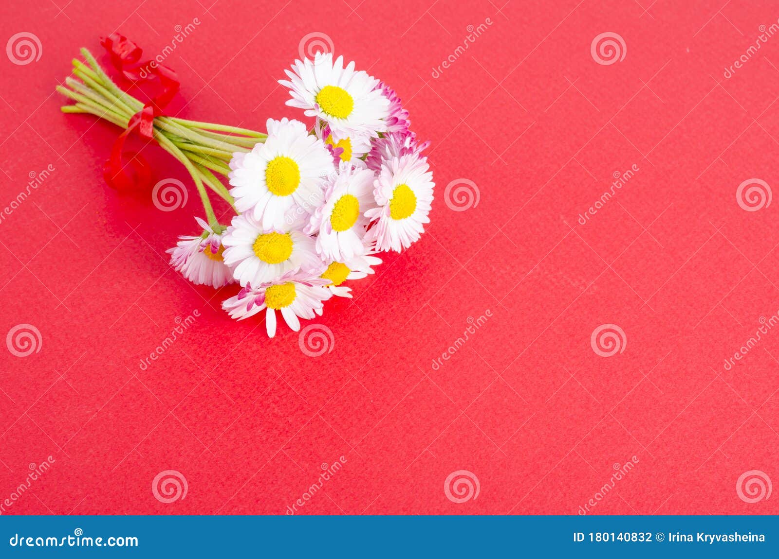 Bright Paper Background for Holiday Card with Delicate Pink Daisies
