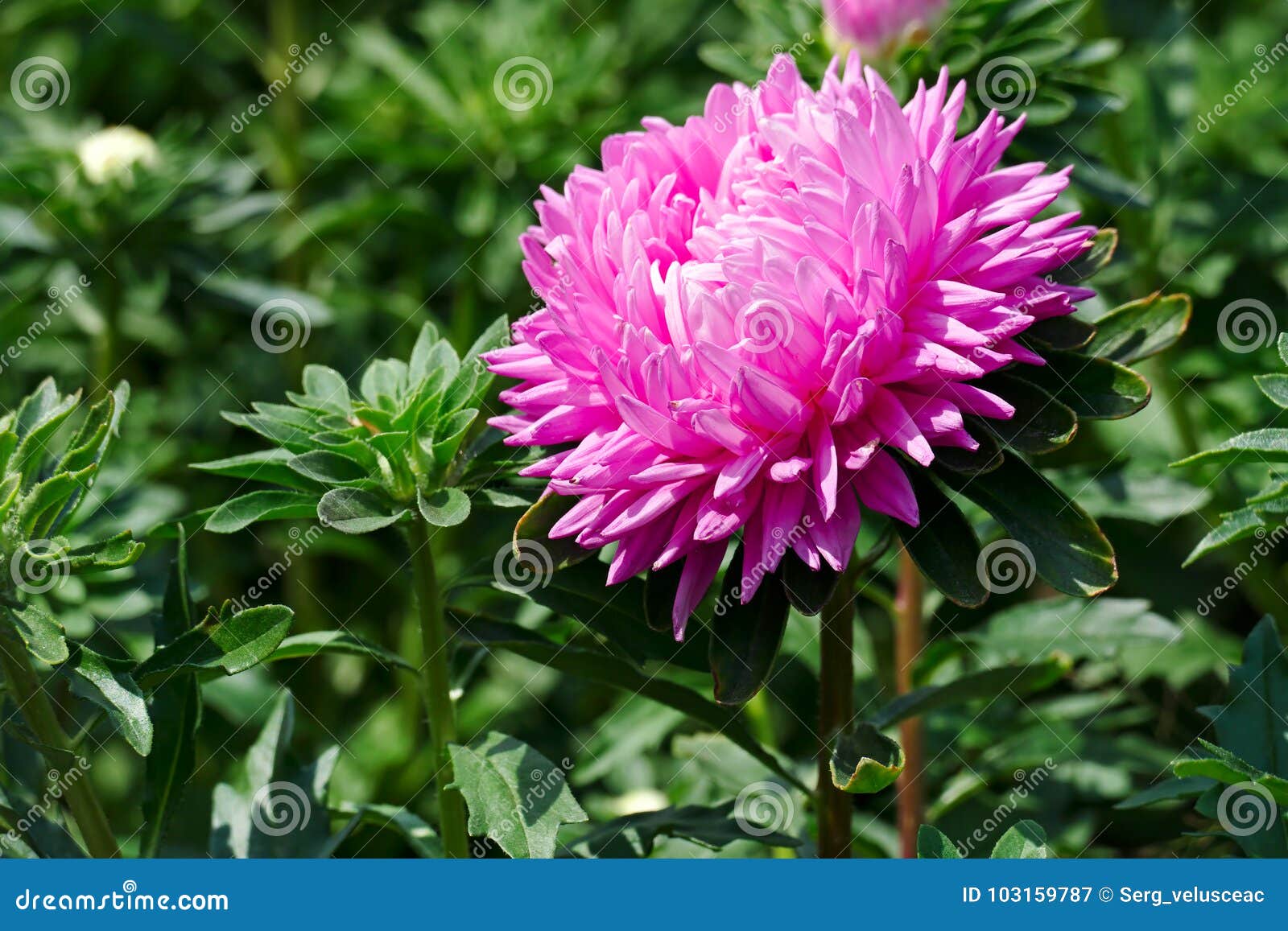 Bright Pink Aster Flower on a Flowerbed Stock Image - Image of autumn ...