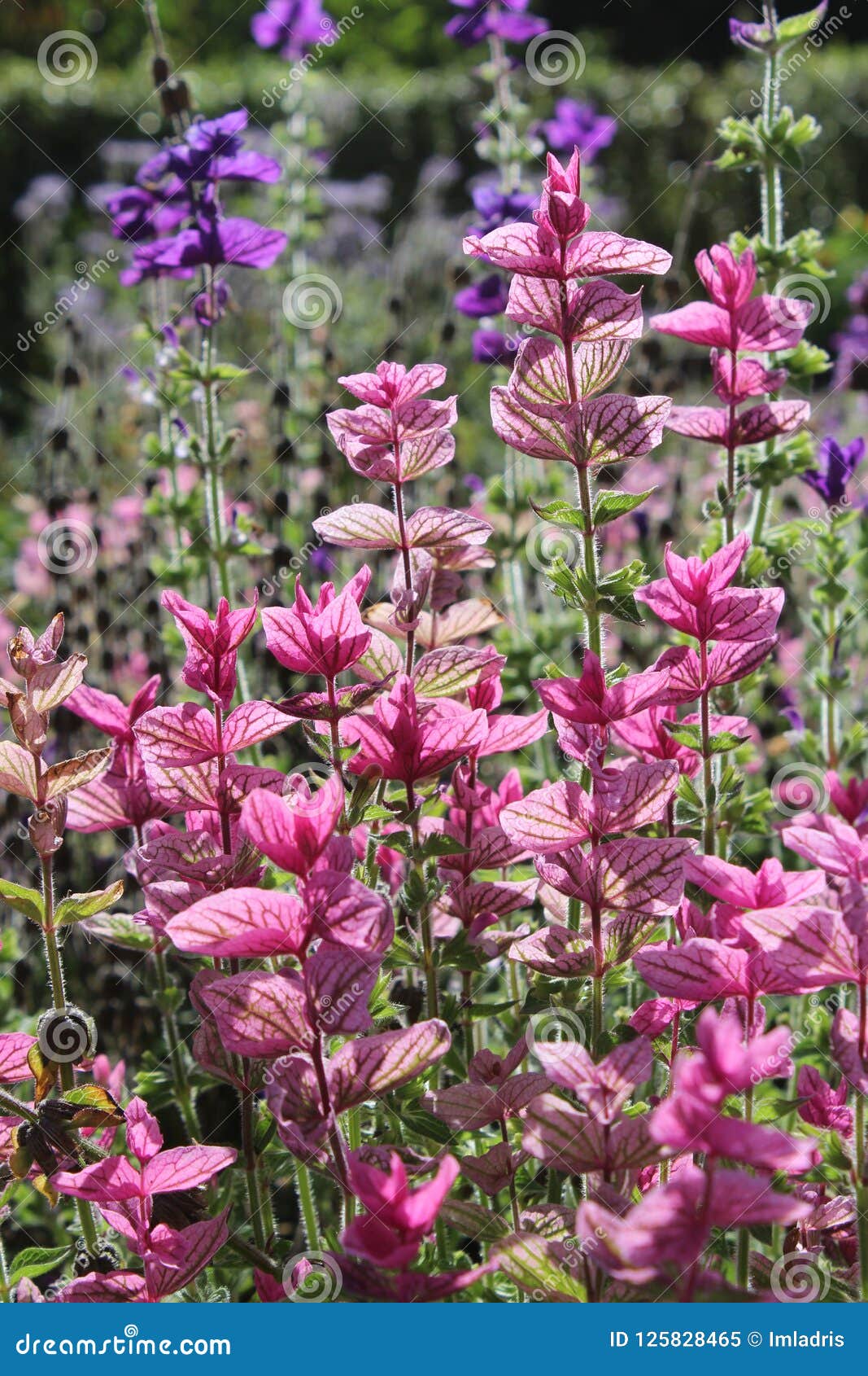 Bright Pink Bracts, Sage Plant Stock Image Image of