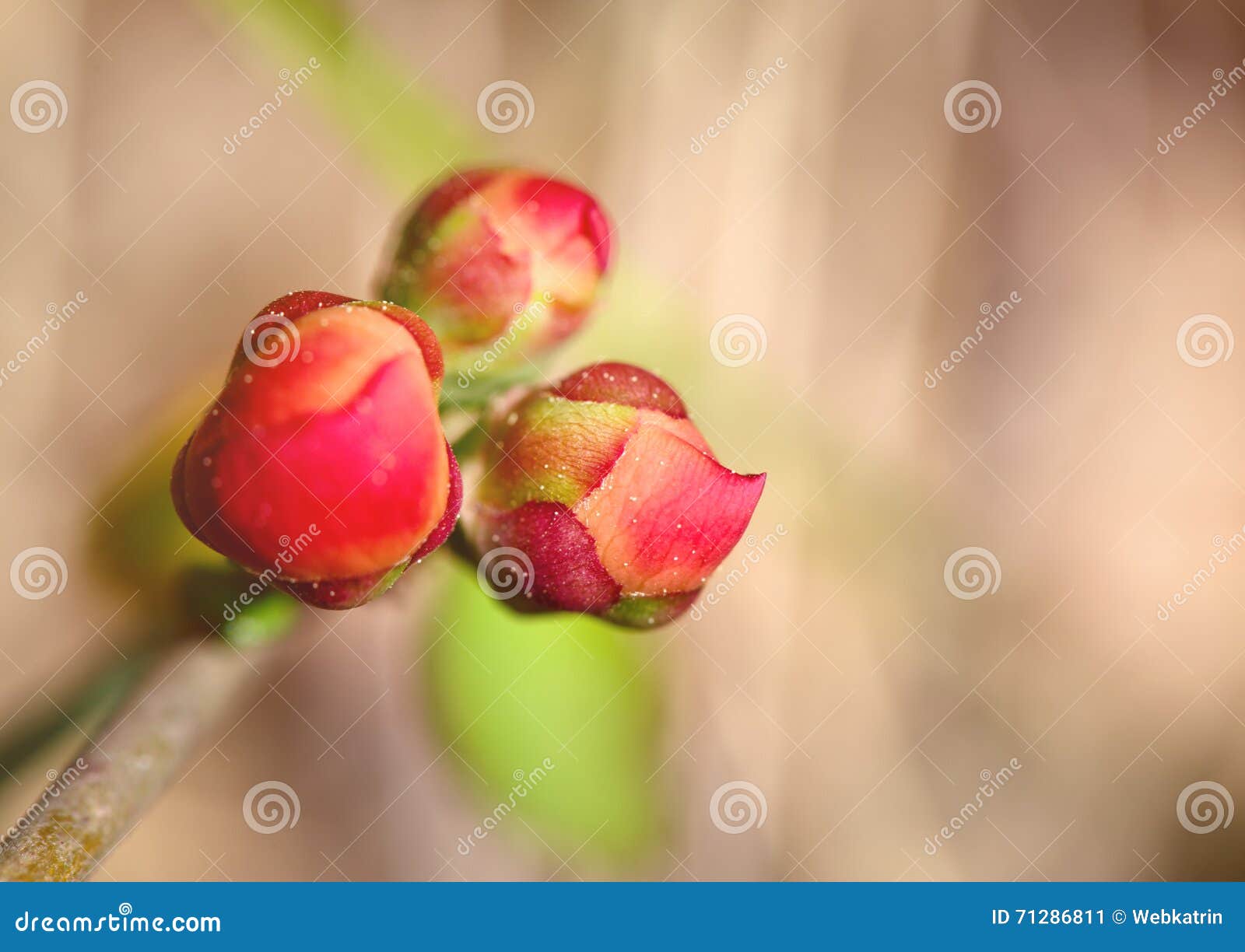 Bright Pink Buds of a Quince Close Up Stock Image Image of macro