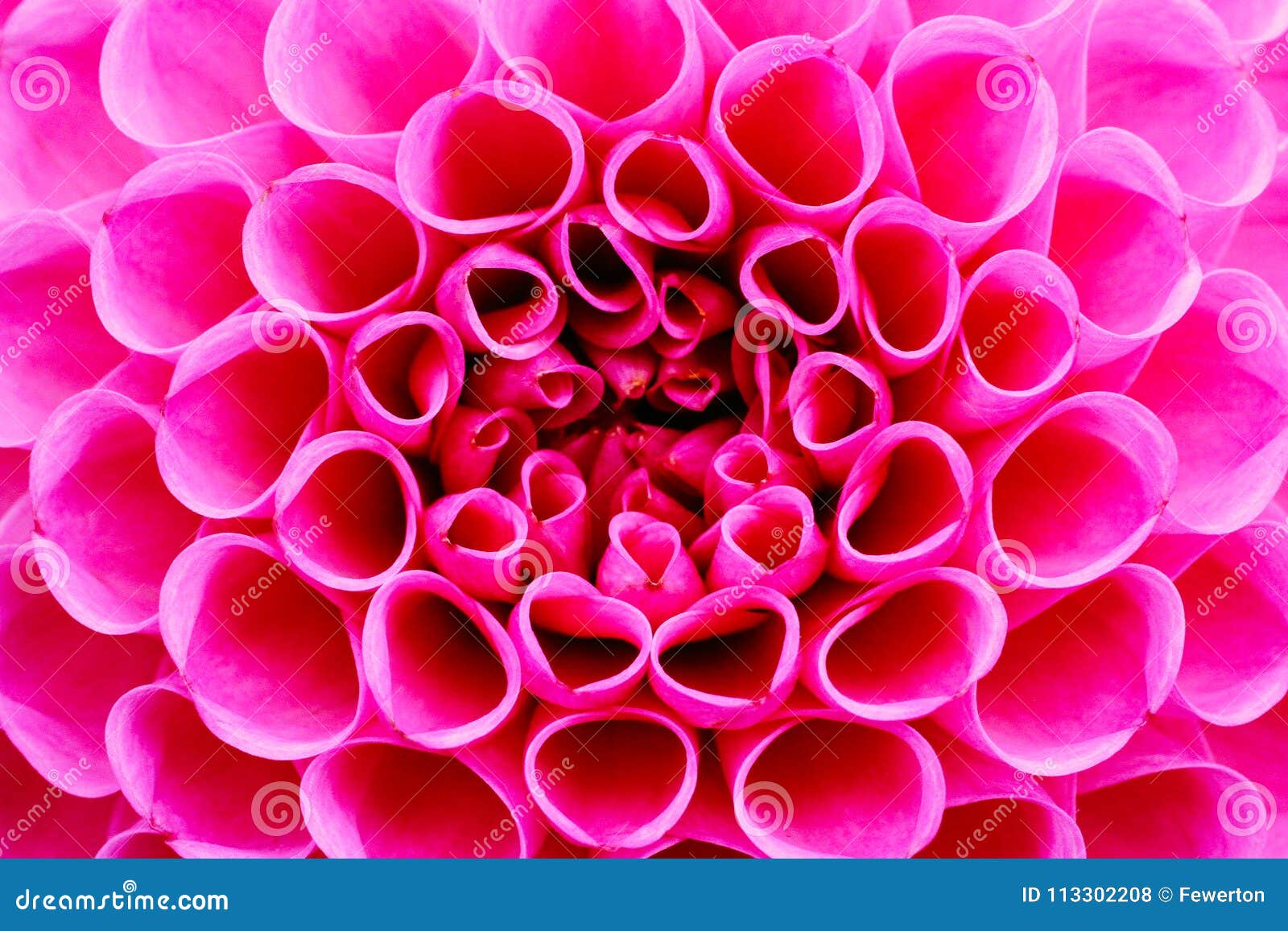 bright pink dahlia flower macro photo. picture in color emphasizing the intense pink colours and reddish shadows