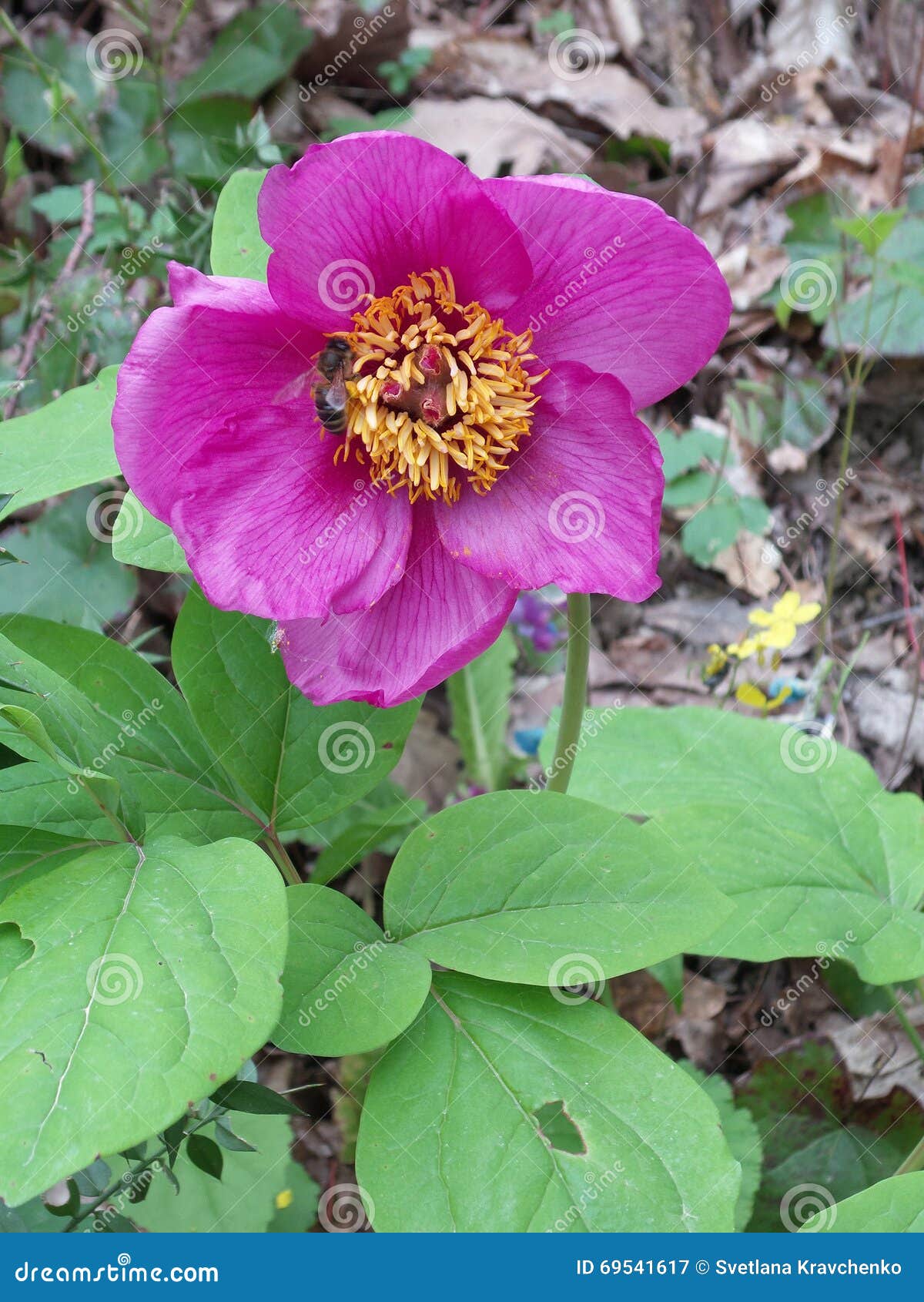 Bright Pink Flower Wild Peony Stock Image Image of flora, green 69541617