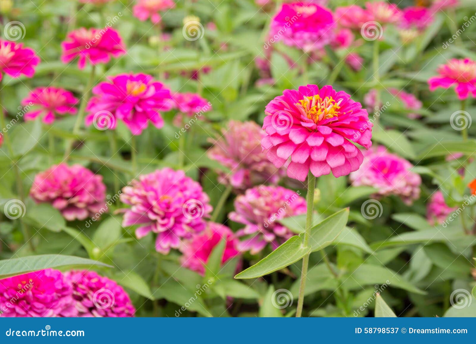 Bright Pink Flowers stock image. Image of blue, pink 58798537