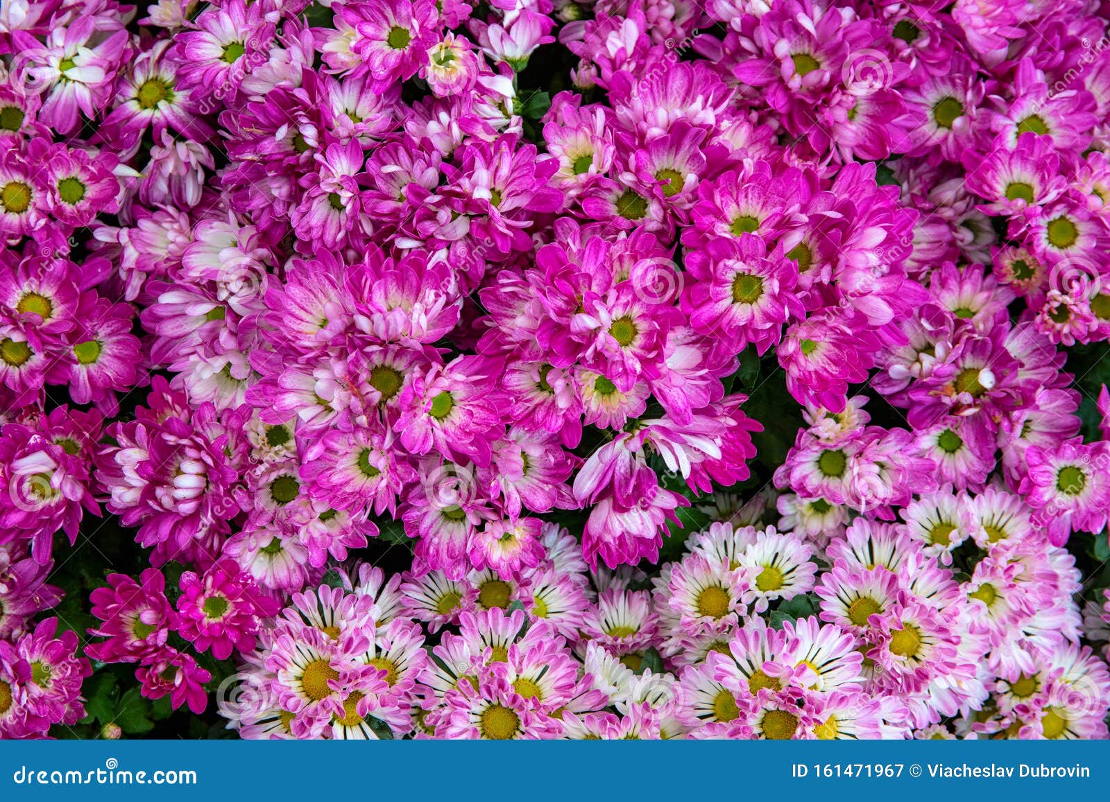 Bright Pink Flowers on Greenery, Closeup Photo for Floral Background ...