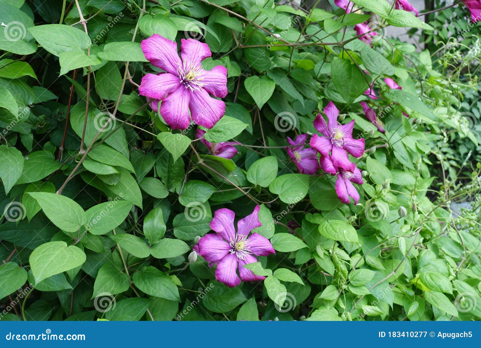 Bright Pink Flowers in the Leafage of Clematis Stock Image Image of