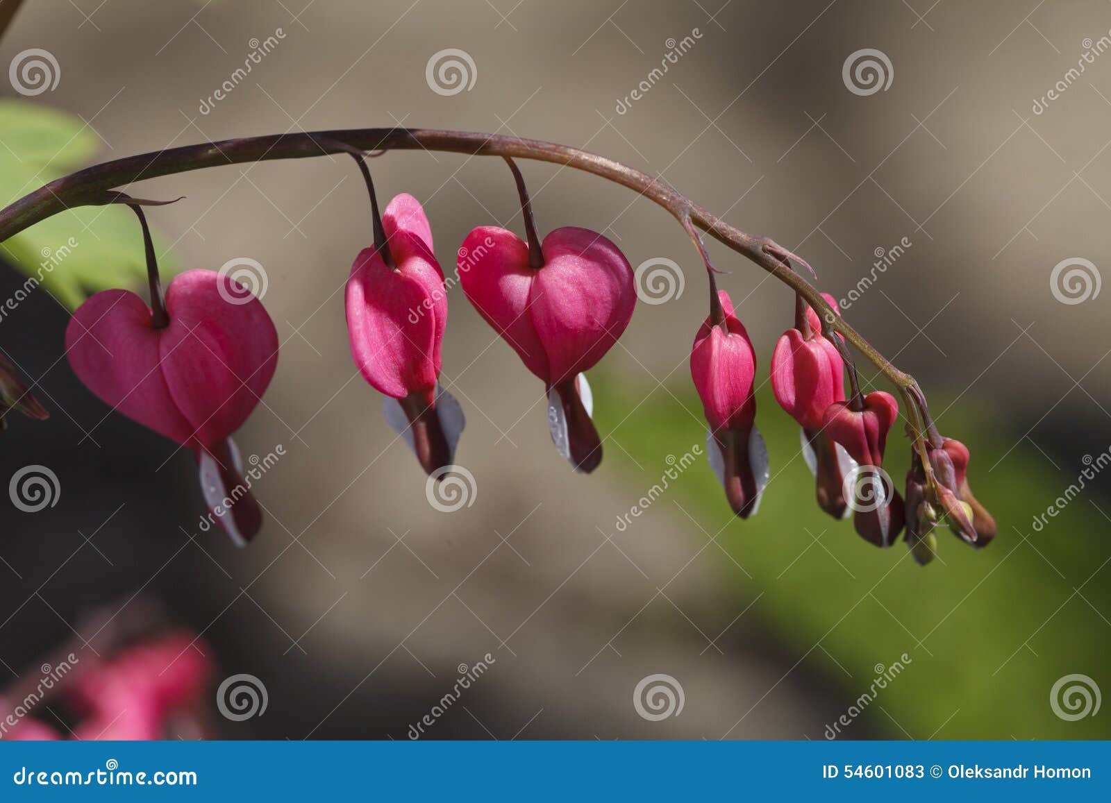 Bright pink heart a flower stock image. Image of botany 54601083