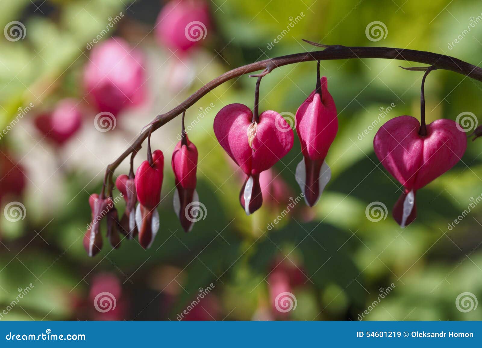 Bright pink heart a flower stock image. Image of closeup 54601219