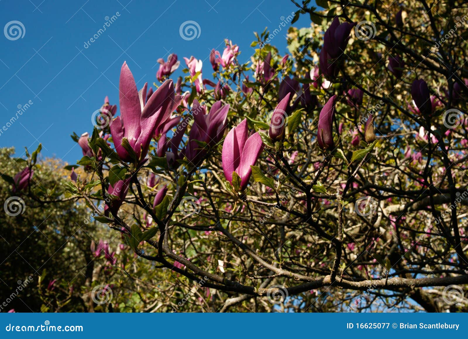 Bright Pink Magnolia Flowers. Stock Image - Image of season, color ...