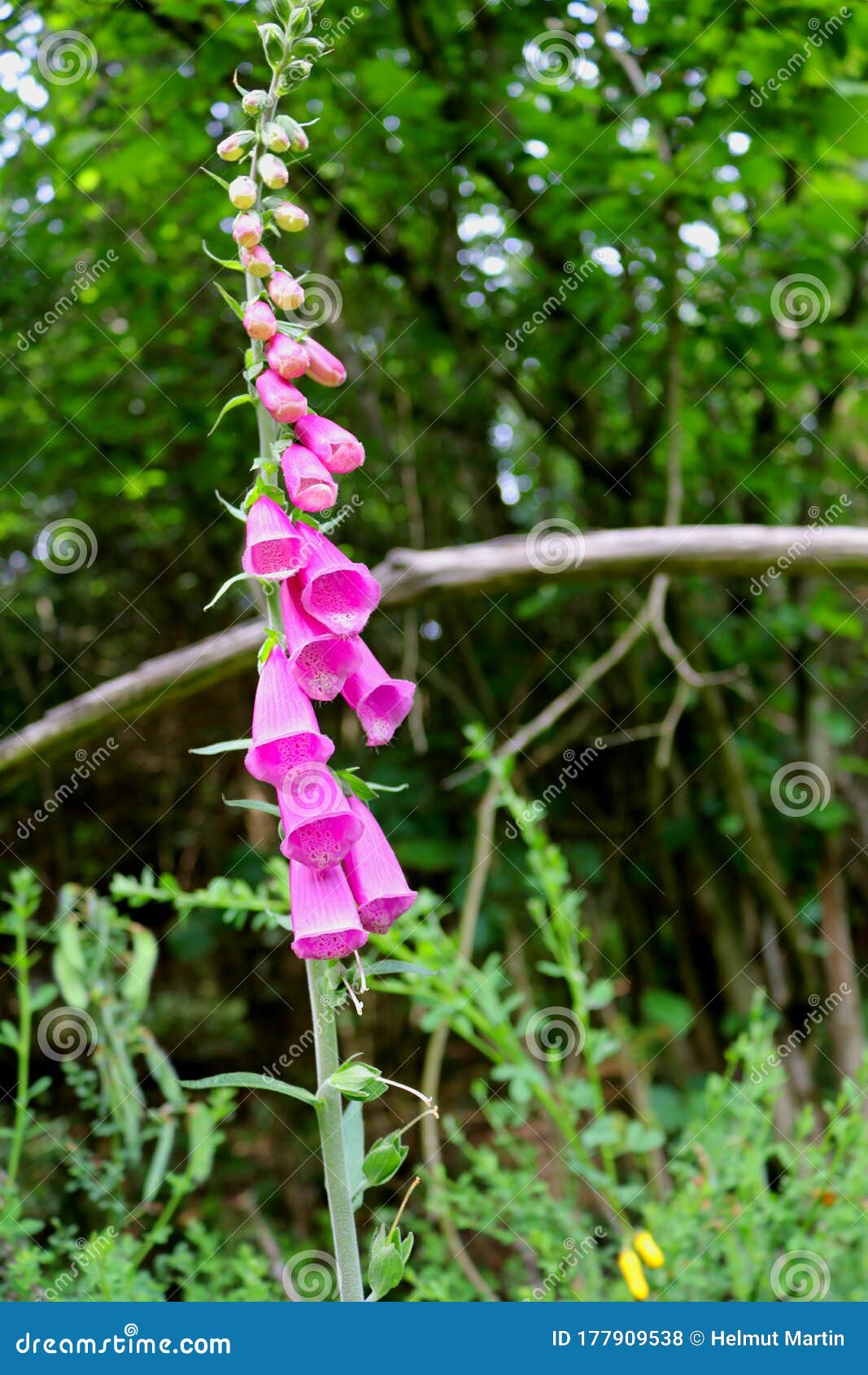 bright pink-red foxglove flowers close-up