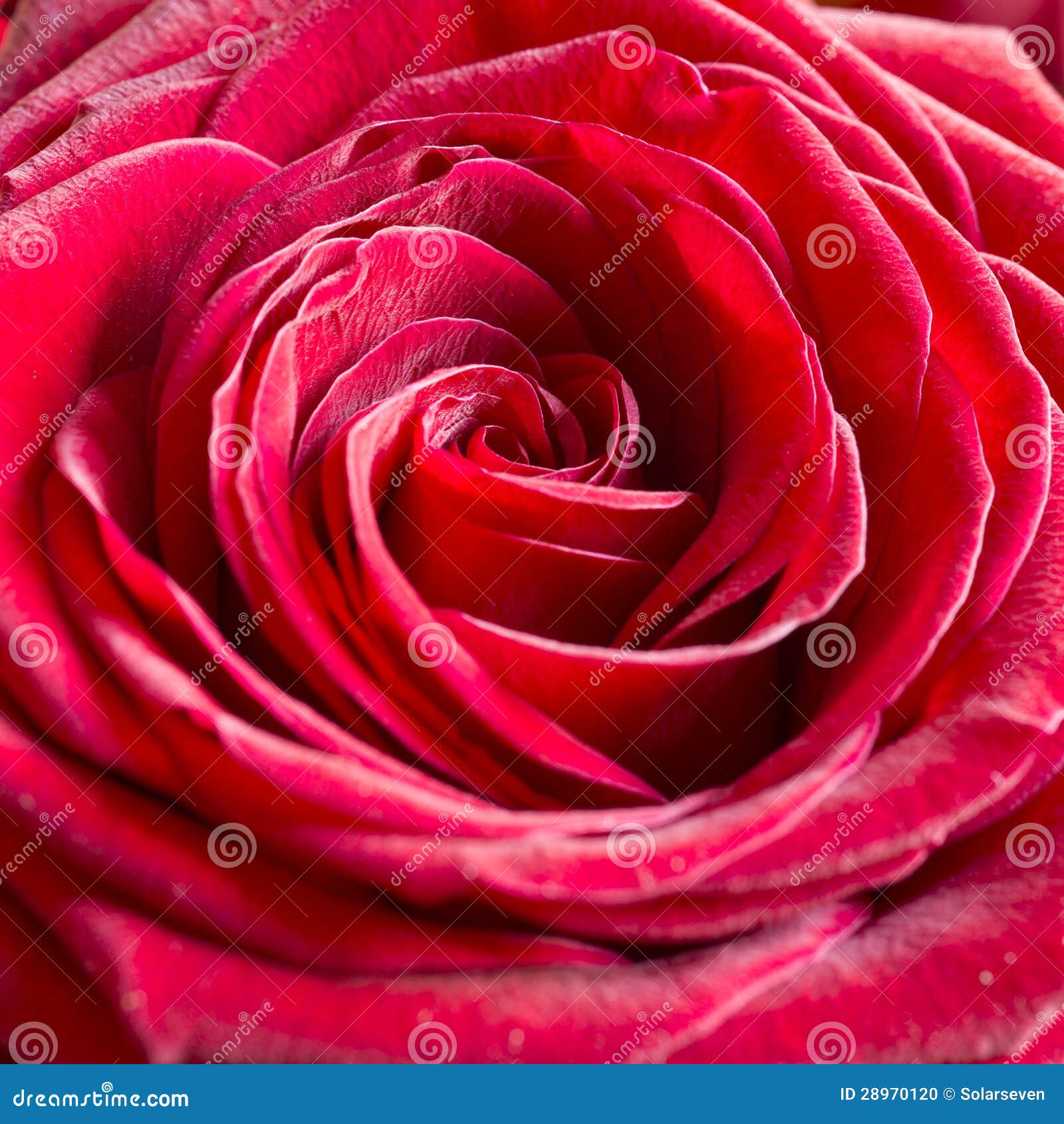 Bright Pink Rose Background Stock Photo Image of decoration, season