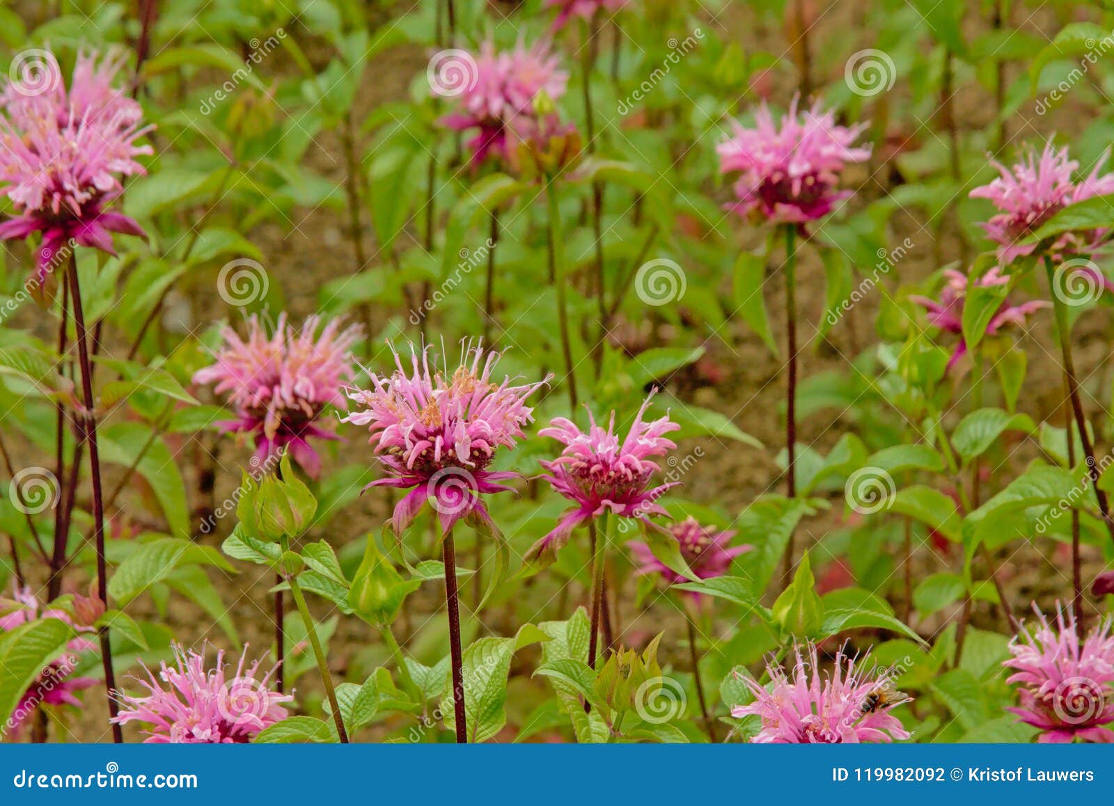 pink wild bergamot flowers - monarda fistulosa