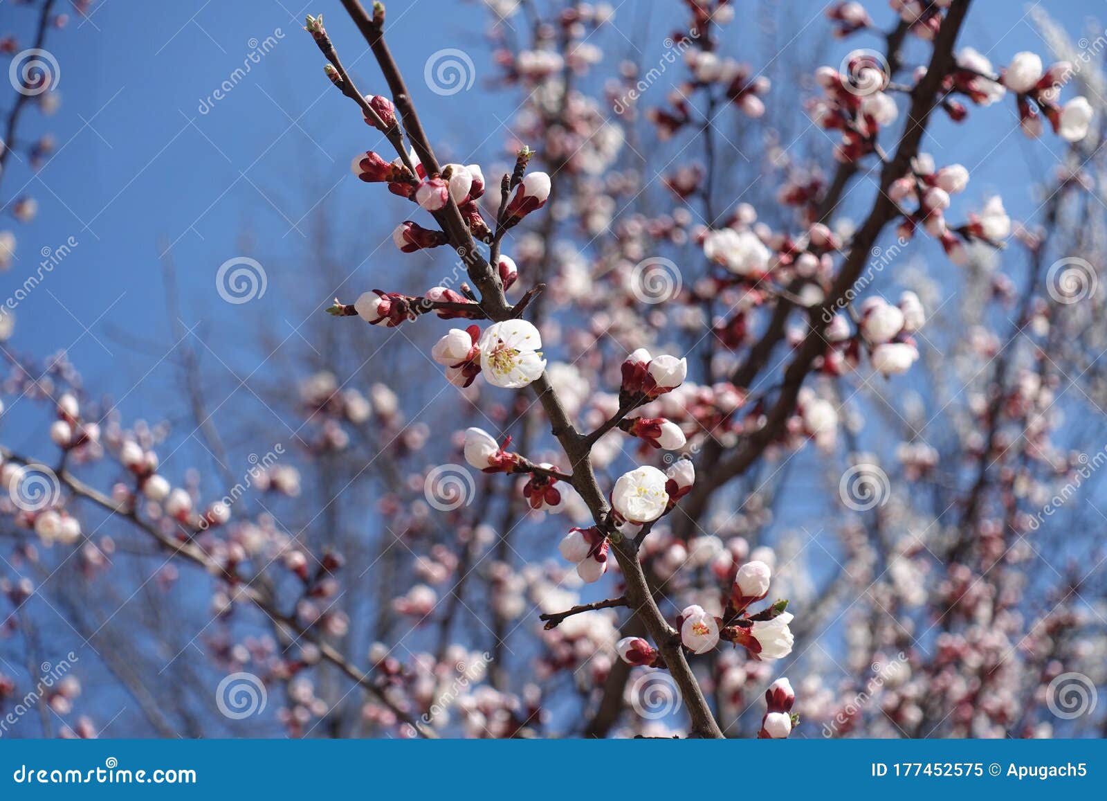 Bright Pinkish White Flowers Of Apricot Against Blue Sky In April Stock Image Image Of Naked Lush