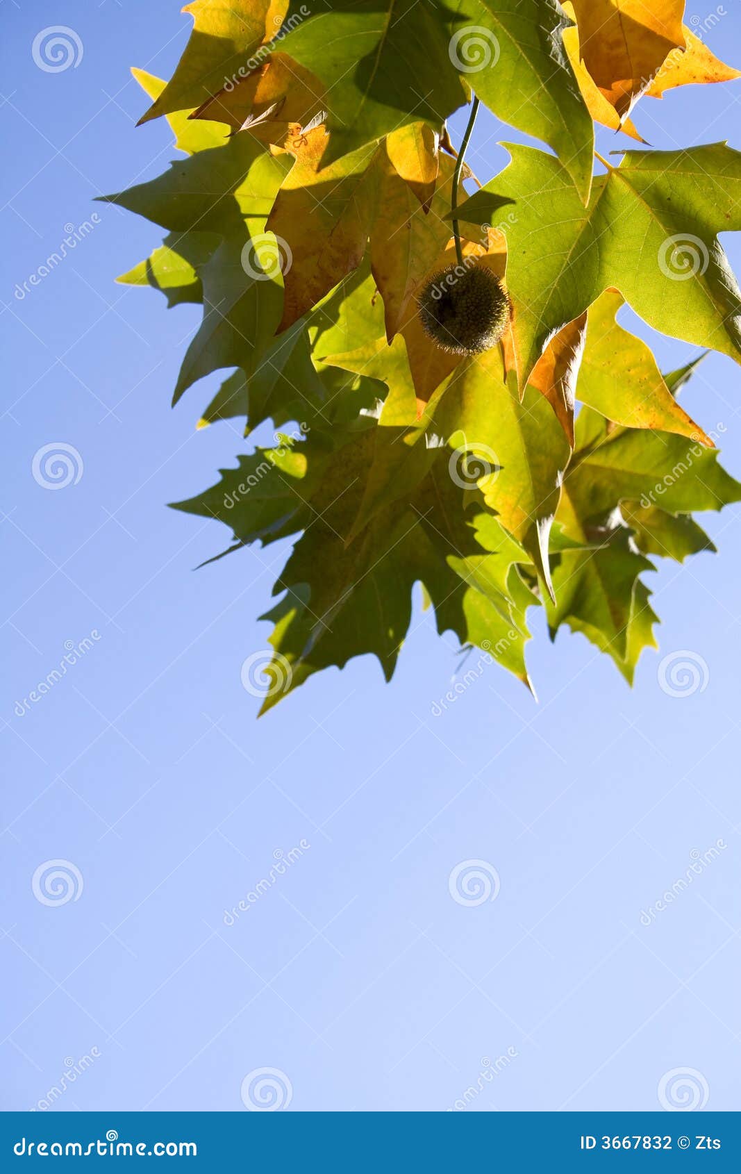 bright platanus tree leaves