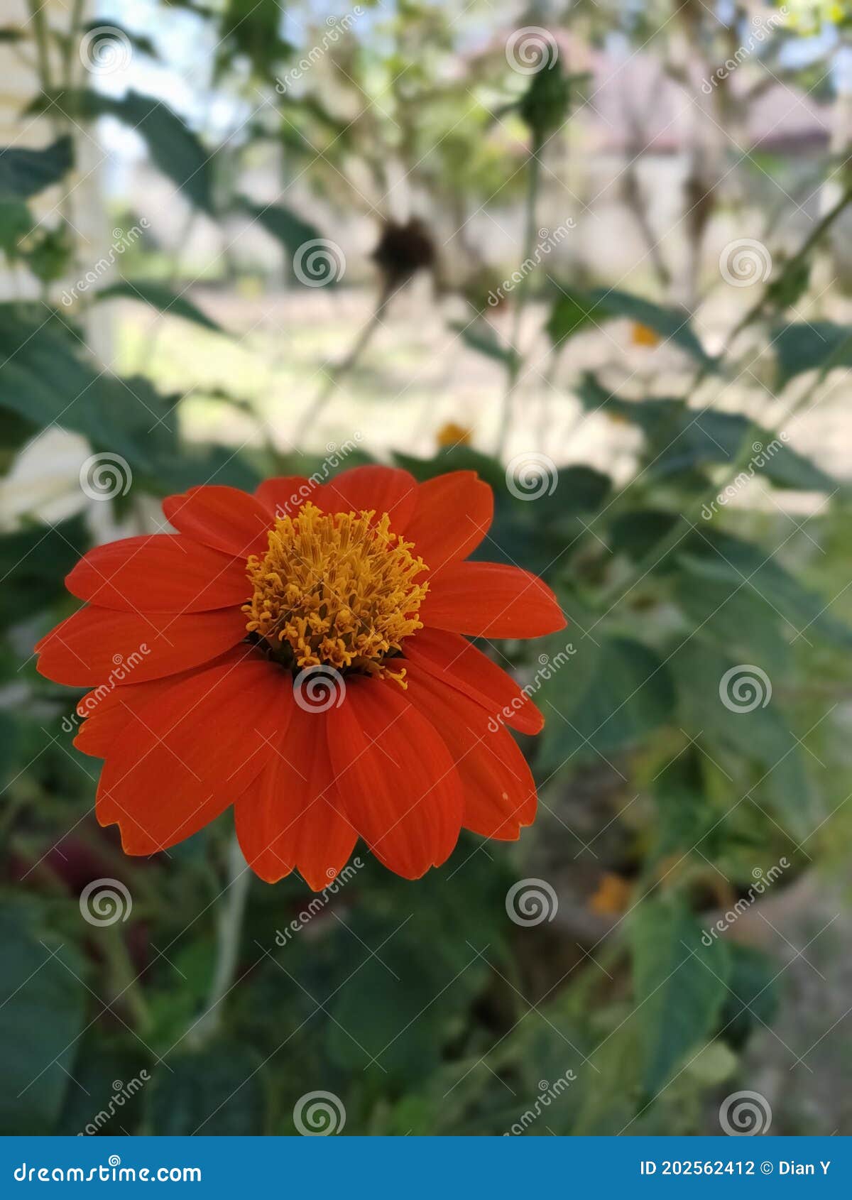 Bright Pollen of Orange& X27;s Flower Stock Photo Image of leaf