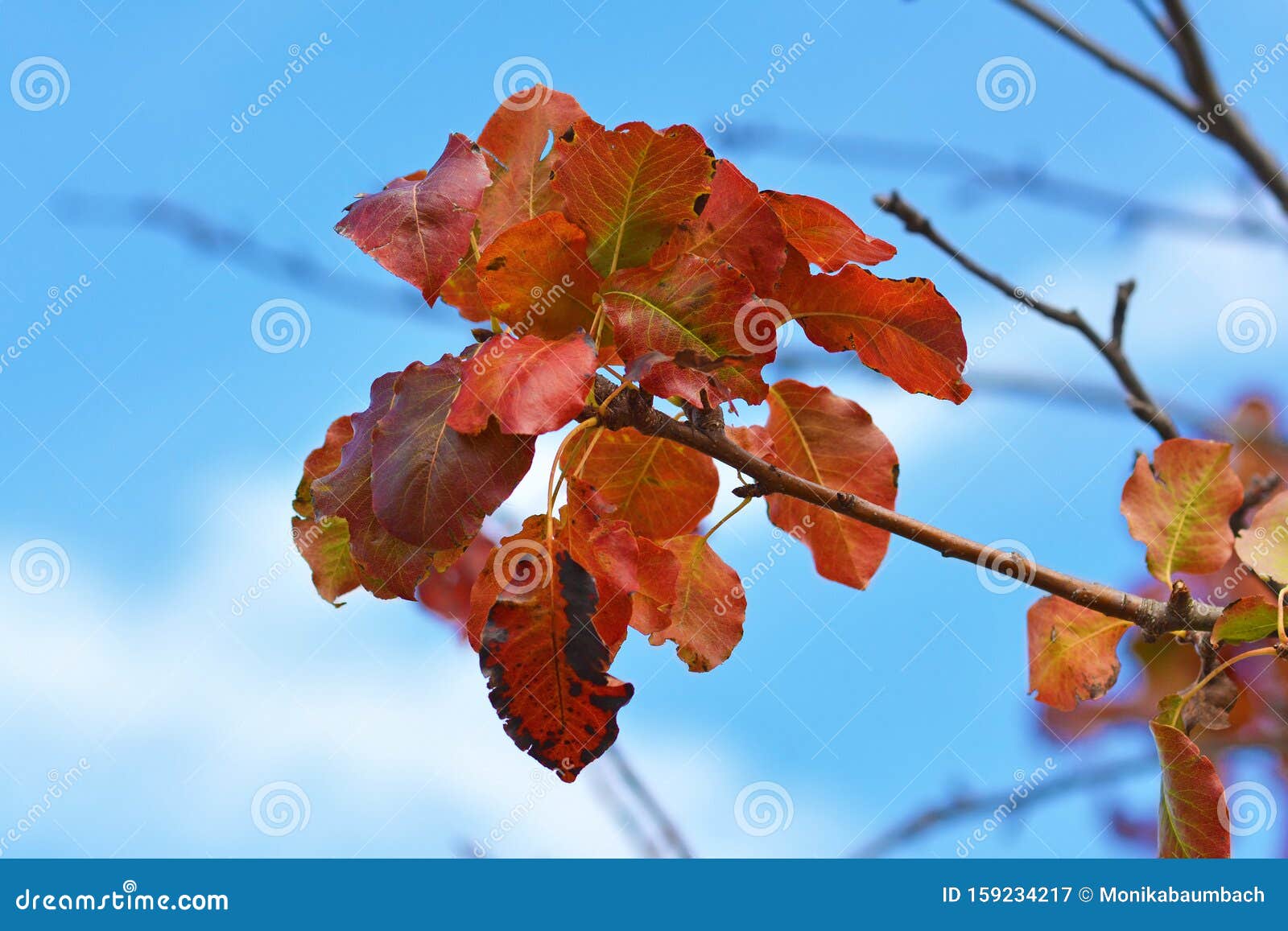 Bright Red Autumn Leaves On Tree During Season Change In Early Fall