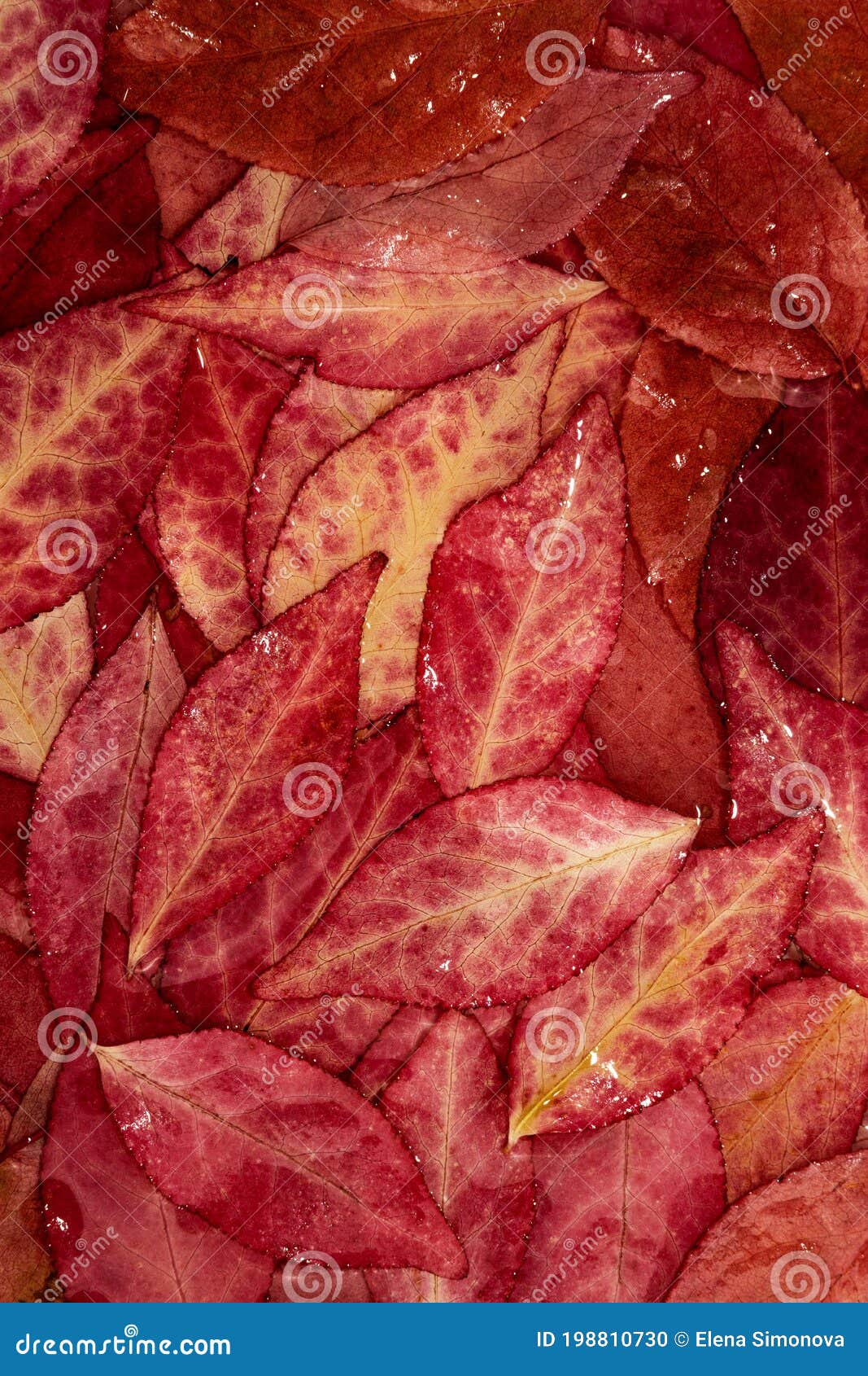 Bright Red Autumn Wet Leaves Stock Photo Image of foliage, green