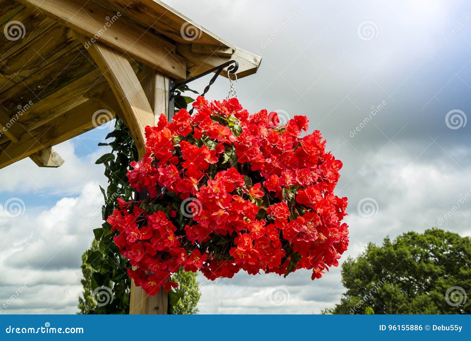 bright red begonia flowers in a hanging basket.