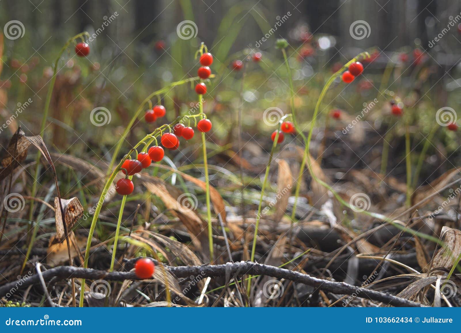 bright red berries in the forest