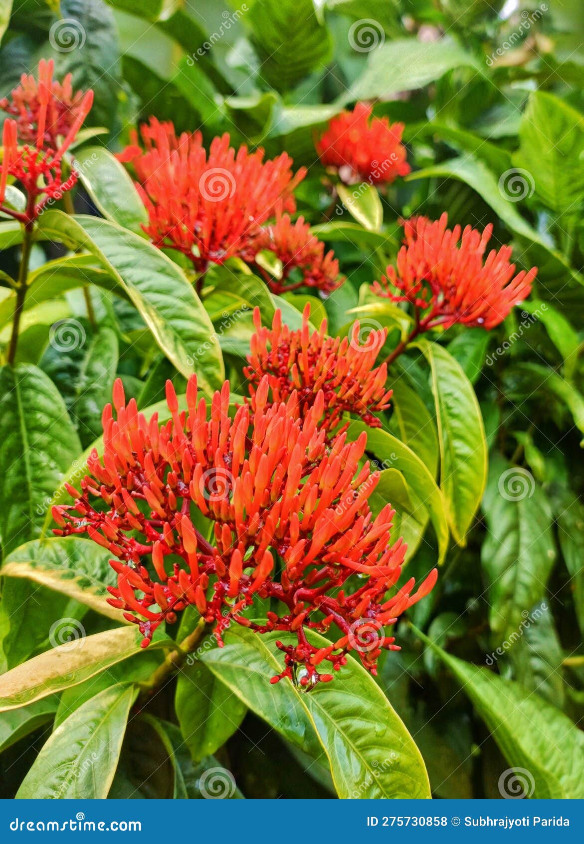 Bright Red Bunches of Ashoka Flowers in Full Bloom Stock Photo Image