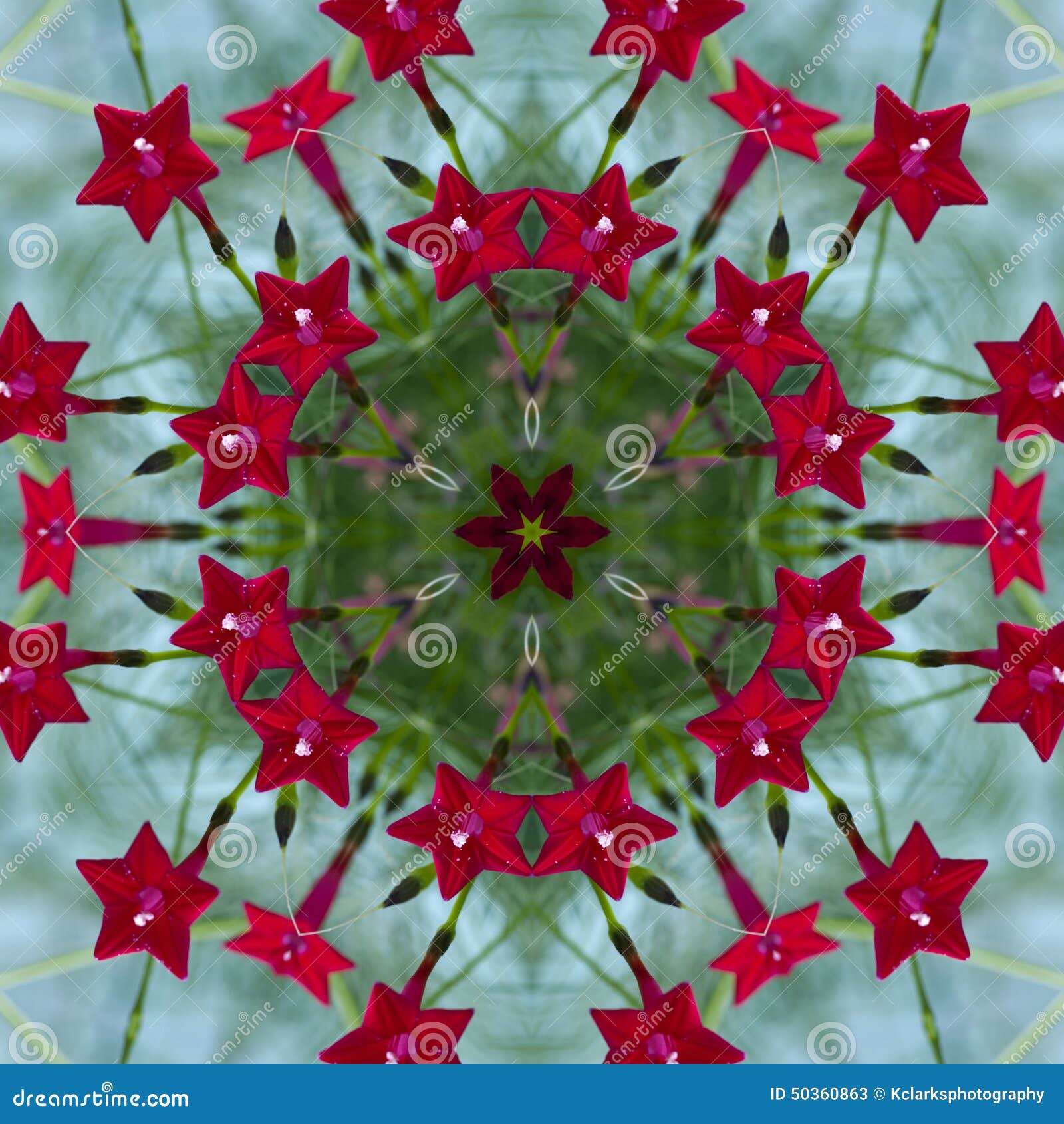 bright red cardinal vine kaleidoscope 2