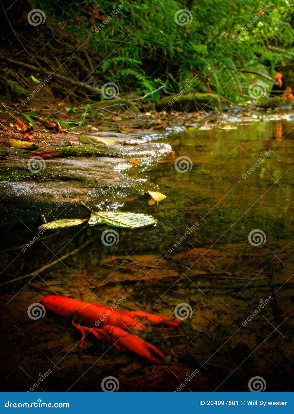 Bright Red Crawdad In The Smith River Siuslaw National Forest Oregon