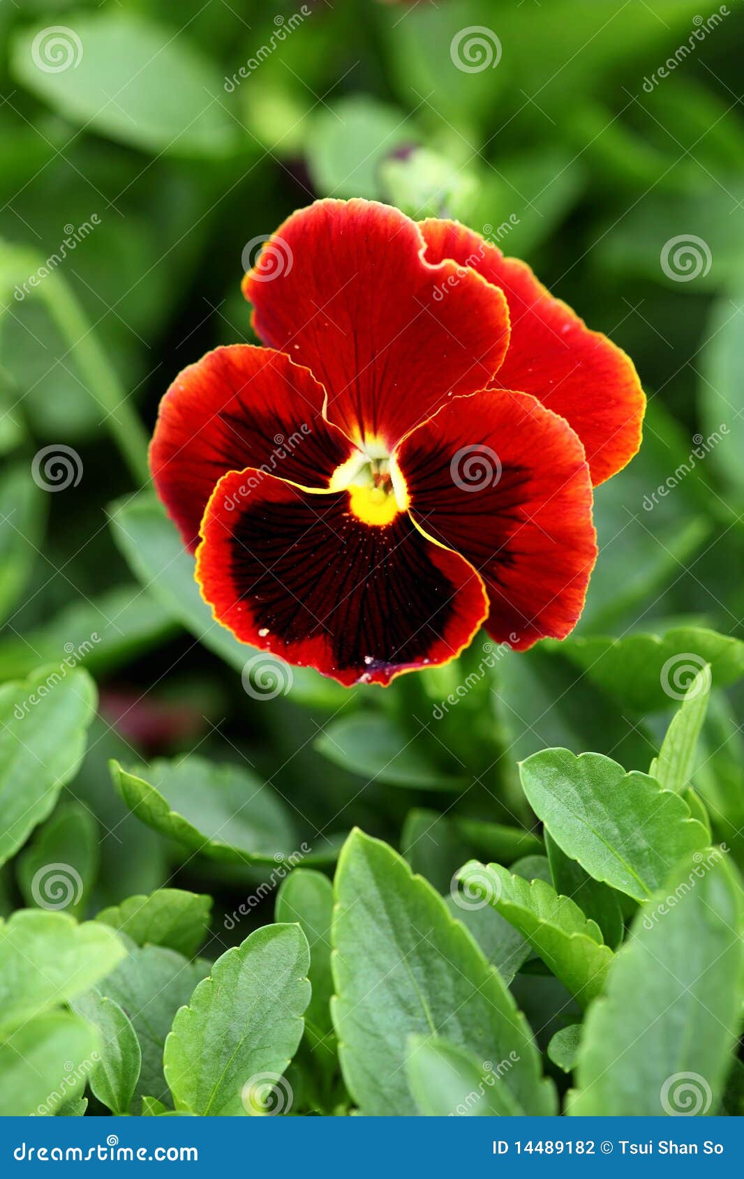 Bright red flower stock photo Image of green expo grass 