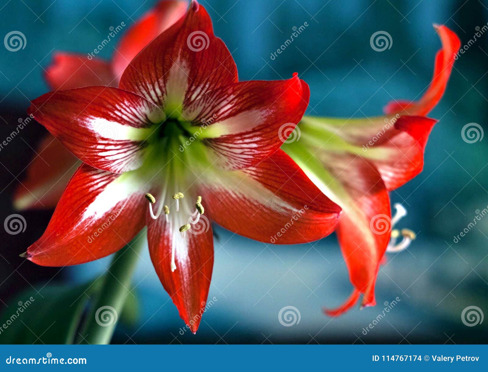 Bright Red Flower Amaryllis, Macro, Narrow Focus Area, Visible Pestle ...