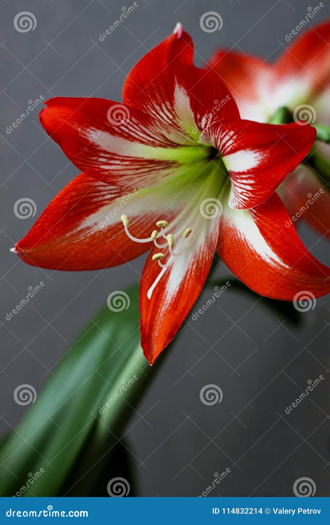 Bright Red Flower Amaryllis, Macro, Narrow Focus Area, Visible Pestle ...