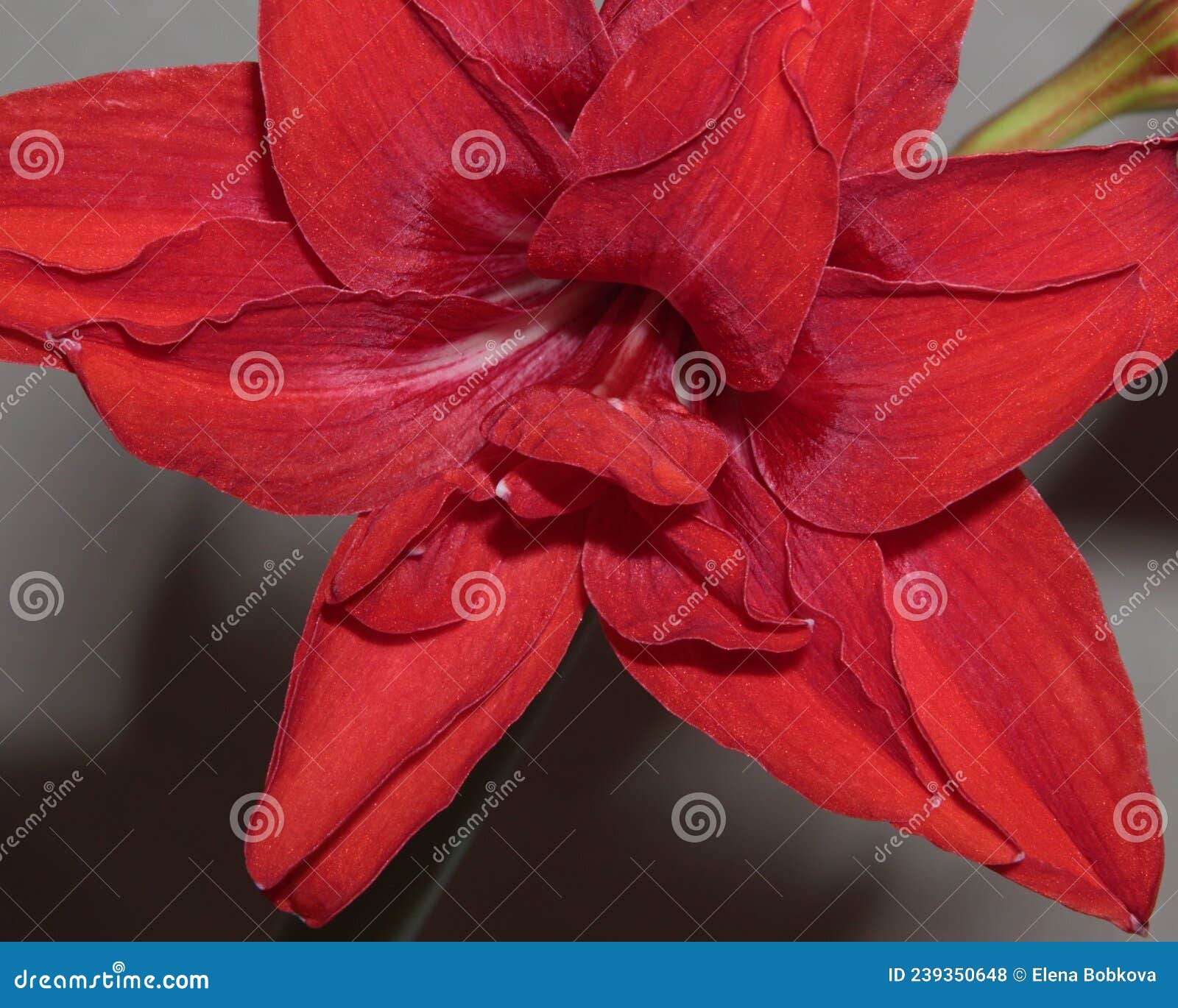 Bright Red Flower of the Bulbous Houseplant Hippeastrum Stock Photo ...