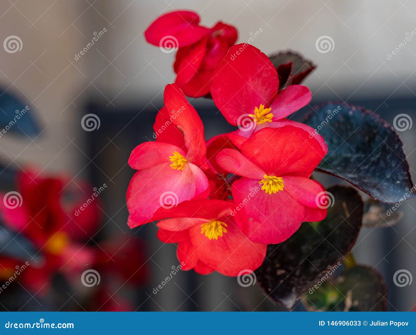 red young garden wax begonia flowers with leaves