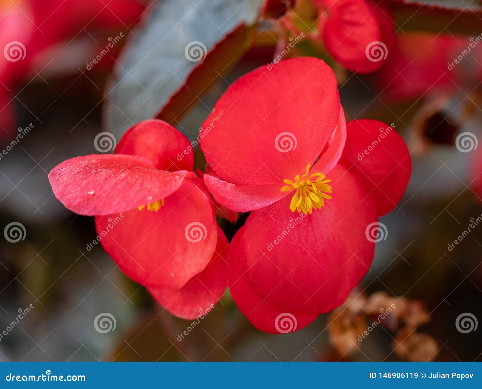 red young garden wax begonia flowers with leaves